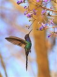 Swallow-tailed Hummingbirdborder=